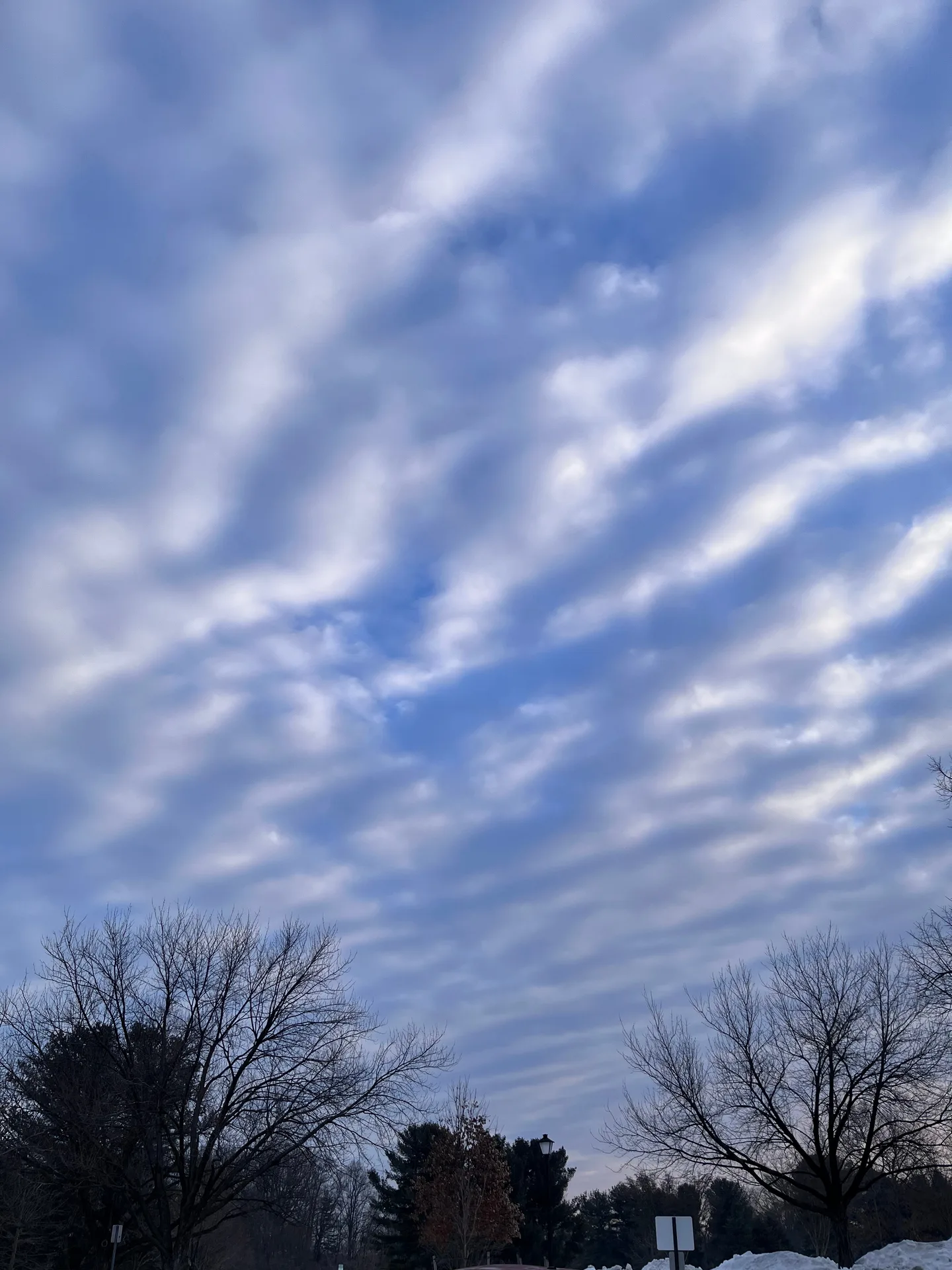 层层云纹铺在蓝天上，树梢与雪地静静相对
