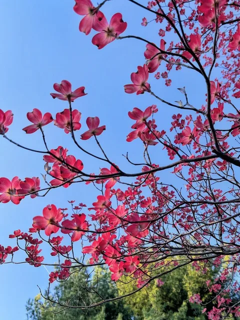 春天的枝头伸向清亮的蓝天