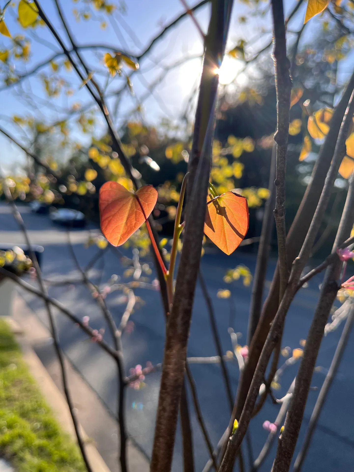 阳光穿过枝条和橙色叶片，背景里有蓝天和柔和的虚化光斑